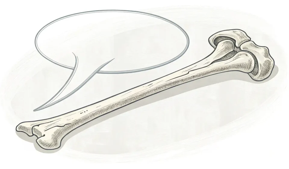 뼈 이미지와 영어 학습을 상징하는 말풍선 일러스트레이션