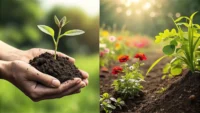 깨끗한 원예용 흙(soil)과 더러운 흙(dirt)을 비교하는 손 클로즈업 이미지, 영어 단어 학습 컨셉